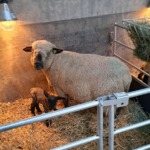kraamhok schaap lammertijd rutgers bedum