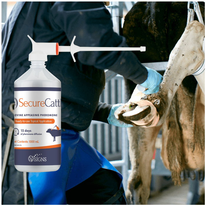 secure cattle-stress rutgers bedum
